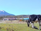 【長門牧場】広大な牧草地で飼育されている乳牛の新鮮な生乳が楽しめます(当館より車で25分)