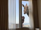<TOBEZOO ROOM限定>窓から室内を伺うキリンとさる