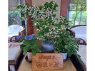 ロビーには地元浜坂で咲く季節の花を生けております
