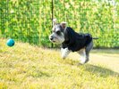 【ドッグラン】周りを気にせず愛犬と一緒にのびのびと遊べる専用ドッグランをご用意