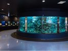 京都大学白浜水族館(車5分)貴重な水族館にぜひいってみてください★