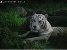 ナイトサファリ(アドベンチャーワールド/トラ)