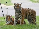 アドベンチャーワールド(トラ)