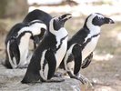 アドベンチャーワールド(ペンギン)