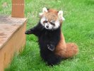 アドベンチャーワールド(レッサーパンダ)