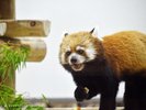 アドベンチャーワールド(レッサーパンダ)