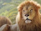 アドベンチャーワールド(ライオン)