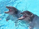 アドベンチャーワールド(イルカ)