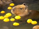 那須動物王国の温泉につかるカピパラ