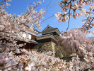 上田城跡公園の桜