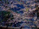 夜桜も美しくライトアップされます。