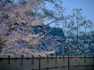 当館は夜の花見風呂が最高です。もちろん他の季節も。