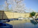 開放的な男性露天風呂。迫ってくる桜の木は圧巻です!