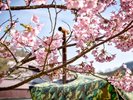 美しい景色の桜とサウナ。この時期のサウナは最高に気持ちいいですよ!