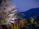 夜桜の美しい当館の露天風呂(男性):ゆったりとからだを休めて下さい。