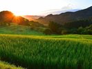 「大山千枚田」当館より車で約30分。日本の原風景が広がる東京より一番近い棚田です。
