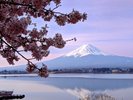 2022年満開の桜と逆さ富士1