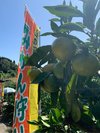 果物狩り:みかん