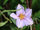 収穫体験:なすの花