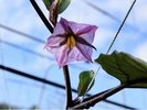 収穫体験:なすの花