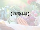 収穫体験