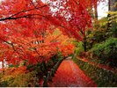 吉野山