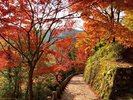 吉野山紅葉