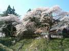 売木村天然記念物 宝蔵寺のしだれ桜 見頃は4月中旬〜下旬