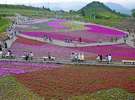 茶臼山高原の芝桜(当館より車で約15分) 見頃は5/20頃