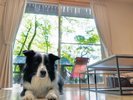 ペットと一緒に宿泊可能!専用の温水足洗い場もあり!
