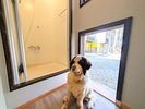 専用のワンちゃんドアから入ると、屋内足洗い場がすぐあります!温水も出るうれしい仕様♪