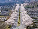 富士霊園の桜並木見ごろは例年4月中旬頃となります。