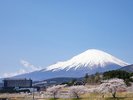 富士スピードウェイ内の桜と春の富士山