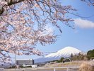 富士スピードウェイ内の桜と春の富士山
