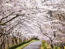 日本さくら名所100選にも選ばれた富士霊園の桜