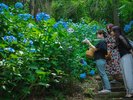 ◇ホテル敷地内の紫陽花園です。三河湾ヒルズ・ホテルのあじさい園で癒される一時を。(6月中旬〜7月上旬)