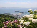 トンボロ干潟と紫陽花