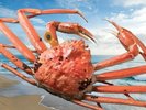 「越前かに」とは、福井県の漁港に水揚げされる雄のズワイガニ。黄色いタグは、他県産と区別するためです。