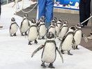 【越前松島水族館】