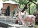 「愛犬と過ごす時間そのもの」を、どうぞ心ゆくまでお楽しみください。