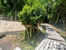 MARINA:歩きやすい道となっております。
