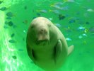 鳥羽水族館まで車で約42分。