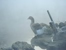 金鱗湖の人気もの、ガチョウ