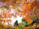 秋の紅葉