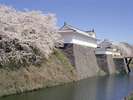 桜咲き誇る【霞城公園】まで、ホテルより徒歩5分