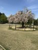 霞城公園内の枝垂れ桜