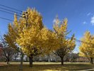 秋の霞城公園