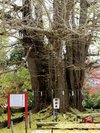 【山寺】御神木