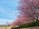グランピング施設を囲むように咲く河津桜撮影時期:23年2月中旬〜下旬