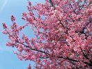満開の河津桜撮影時期:23年2月中旬〜下旬